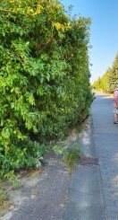 Foto: Grün wächst in den Weg- und Straßenbereich 